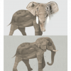 Wild & Soft muursticker olifant